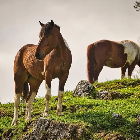 Cowboy's Land *